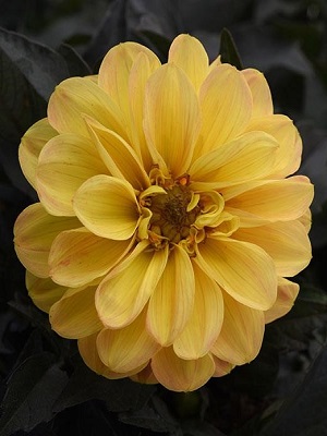 DAHLIA City Lights Golden Yellow